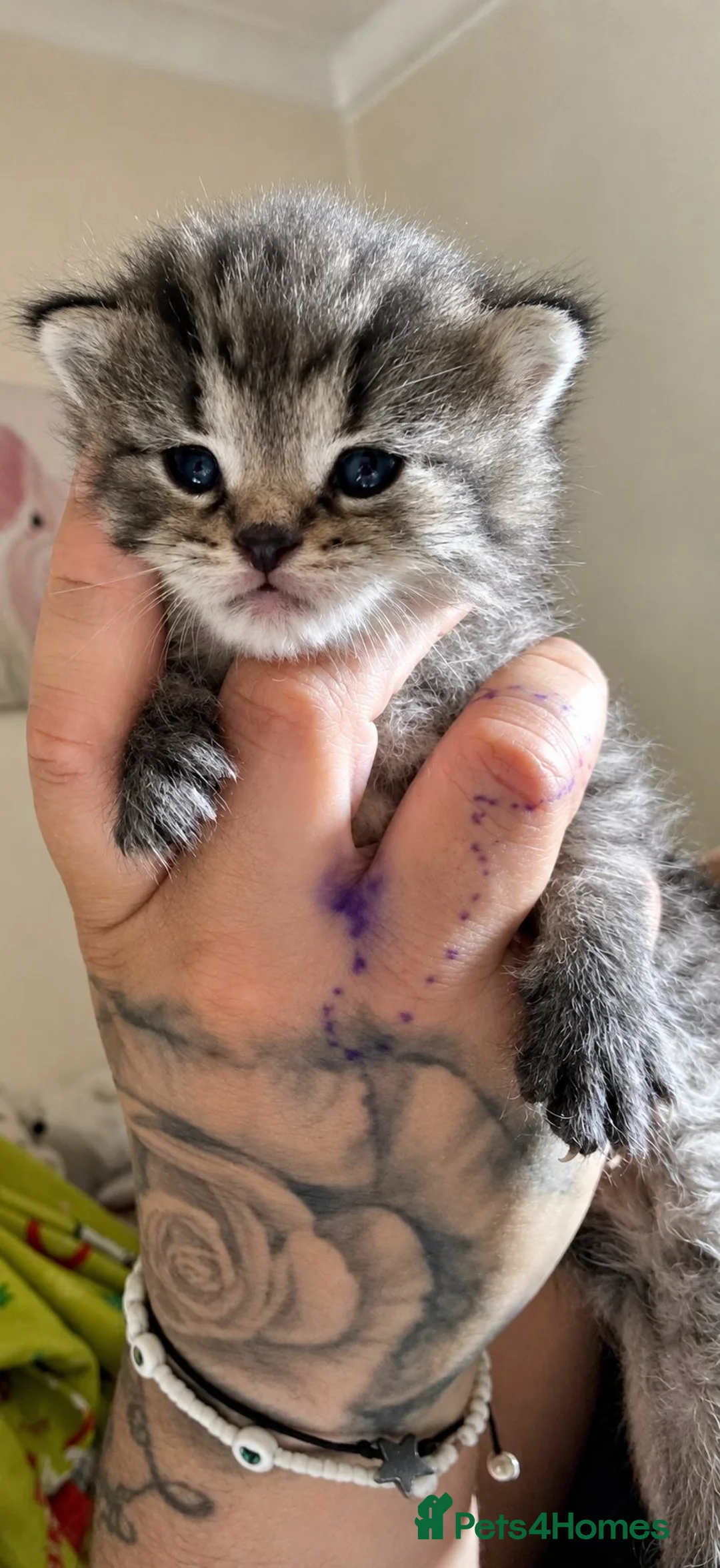 Mixed Breed cats for sale: Beautiful Persian ragdoll mixed babies.  - Advert 2