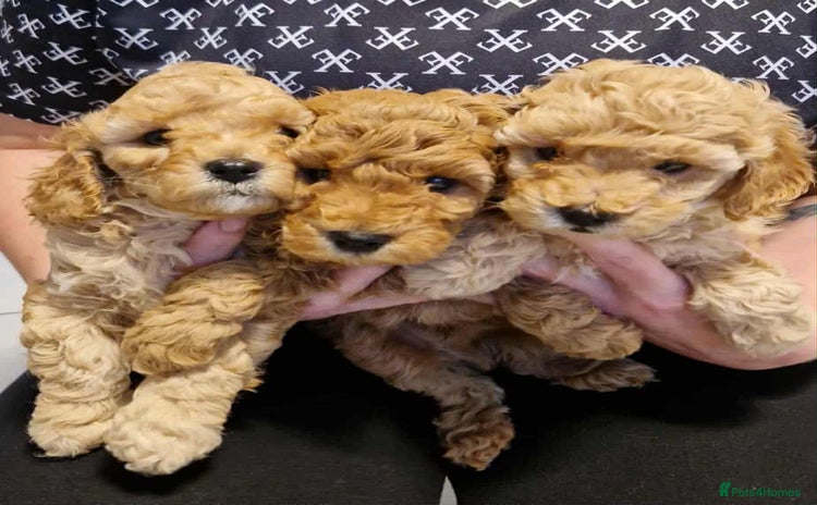 Cavapoo dogs - Advert 2