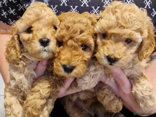 Cavapoo dogs - Advert 14