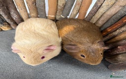Guinea Pig rodents for sale: 2 baby guinea pigs! - Image 4