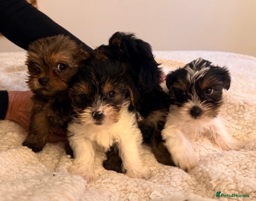 Yorkshire Terrier dogs Rare Chocolate, Biewer & Black Yorkshire Terriers - Advert 6