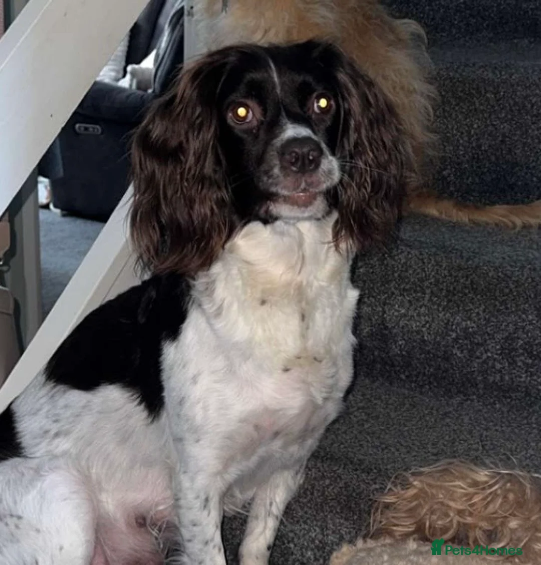 Mixed Breed dogs for sale: Beautiful Sprockerpoo’s - Advert 9