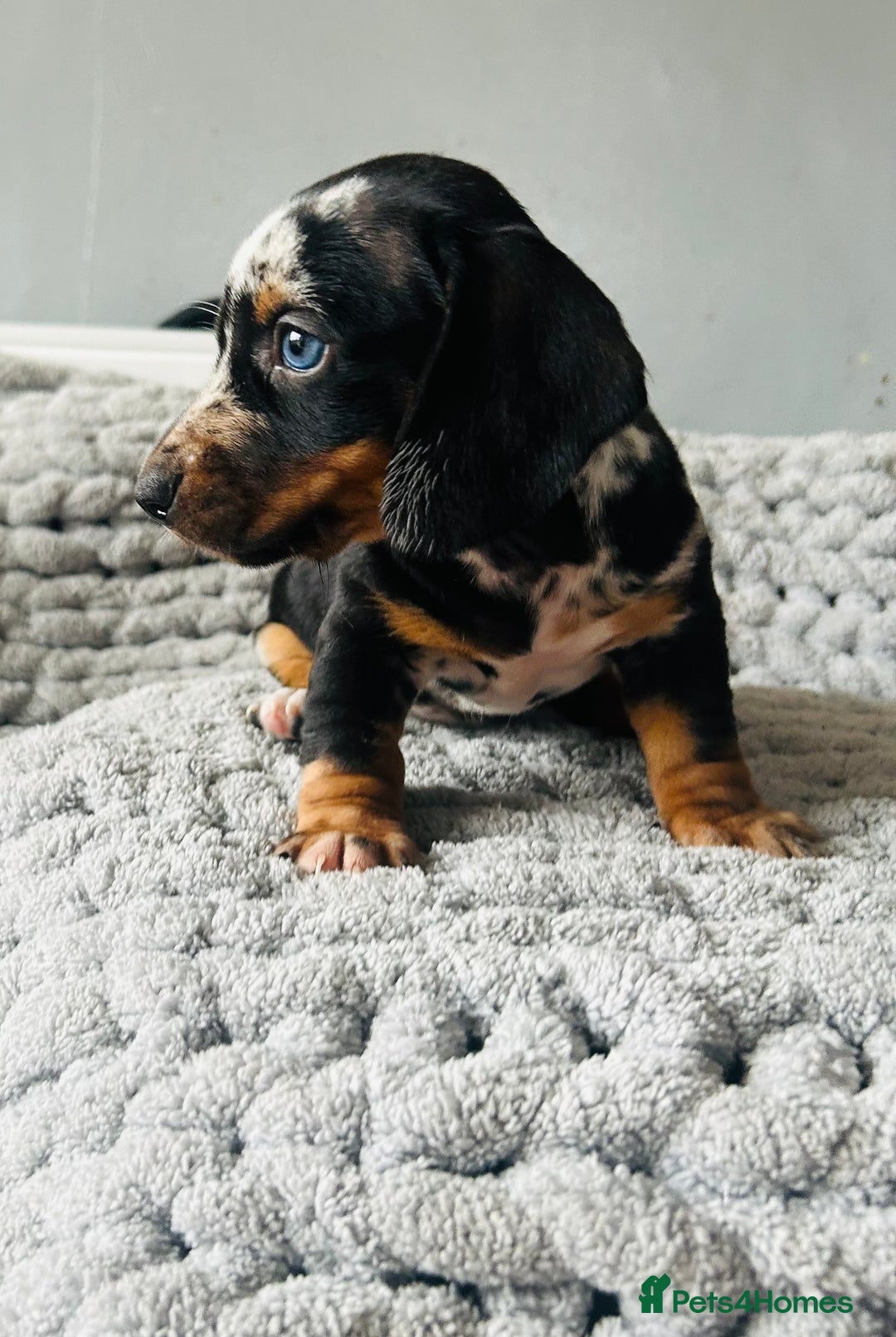 Miniature Dachshund dogs for sale: 4 beautiful daschunds  - Image 6