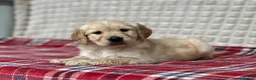 Golden Retriever dogs for sale: GORGEOUS GOLDEN RETRIEVER PUPPIES  in Carmarthen - Advert 31