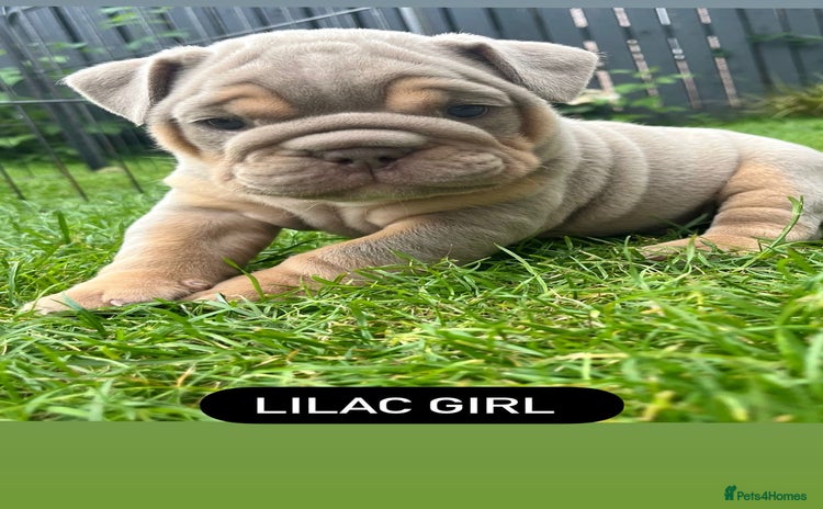 English Bulldog dogs - Advert 8