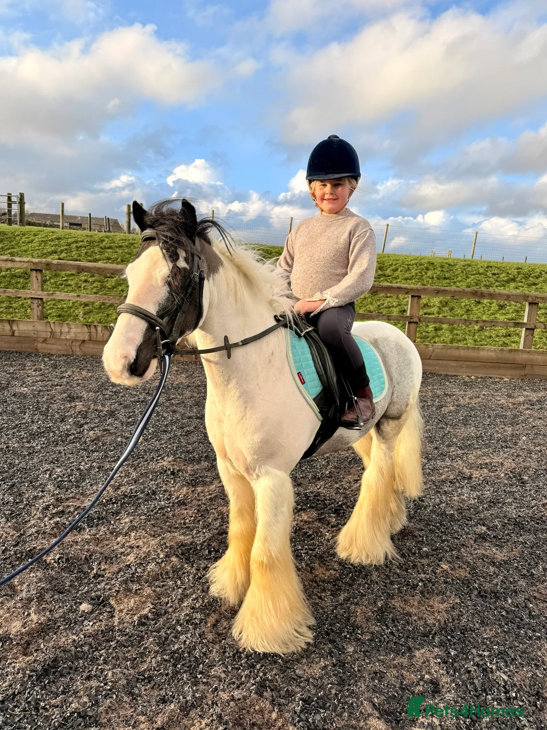 Irish Cob horses for sale: 12hh cob gelding  in Buxton - Advert 2