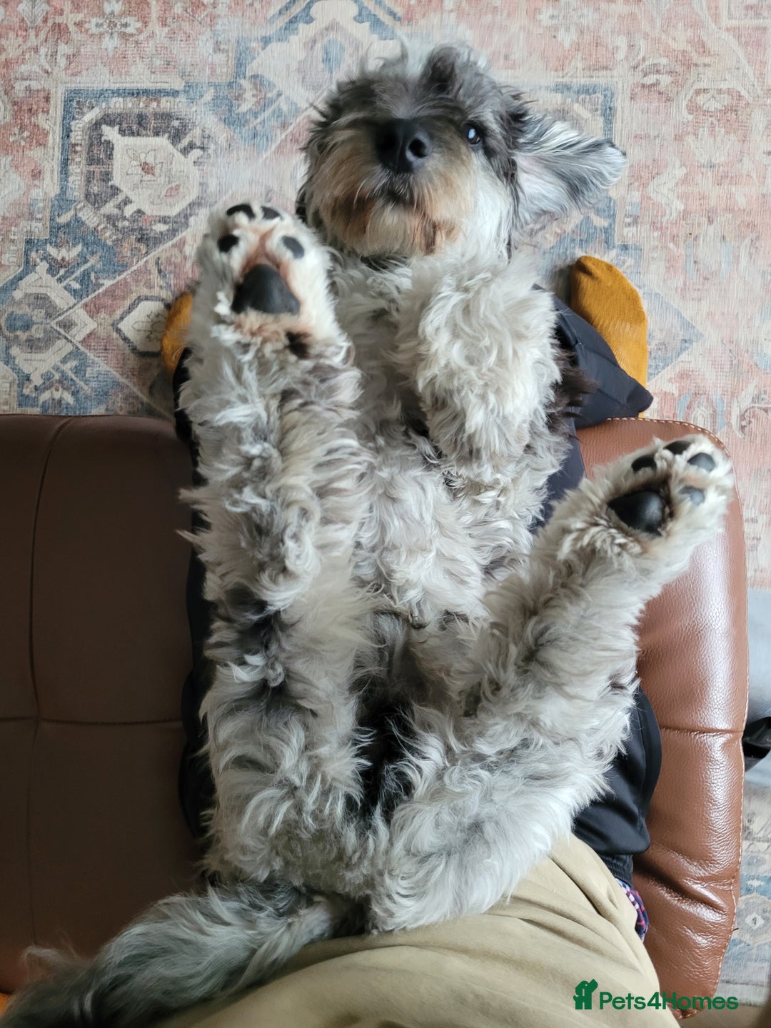 Cockapoo dogs for stud: Blue Merle F1B Miniature Cockapoo - West Midlands - Advert 10