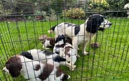 English Springer Spaniel dogs for sale: Traditional English springer spaniels  - Image 14
