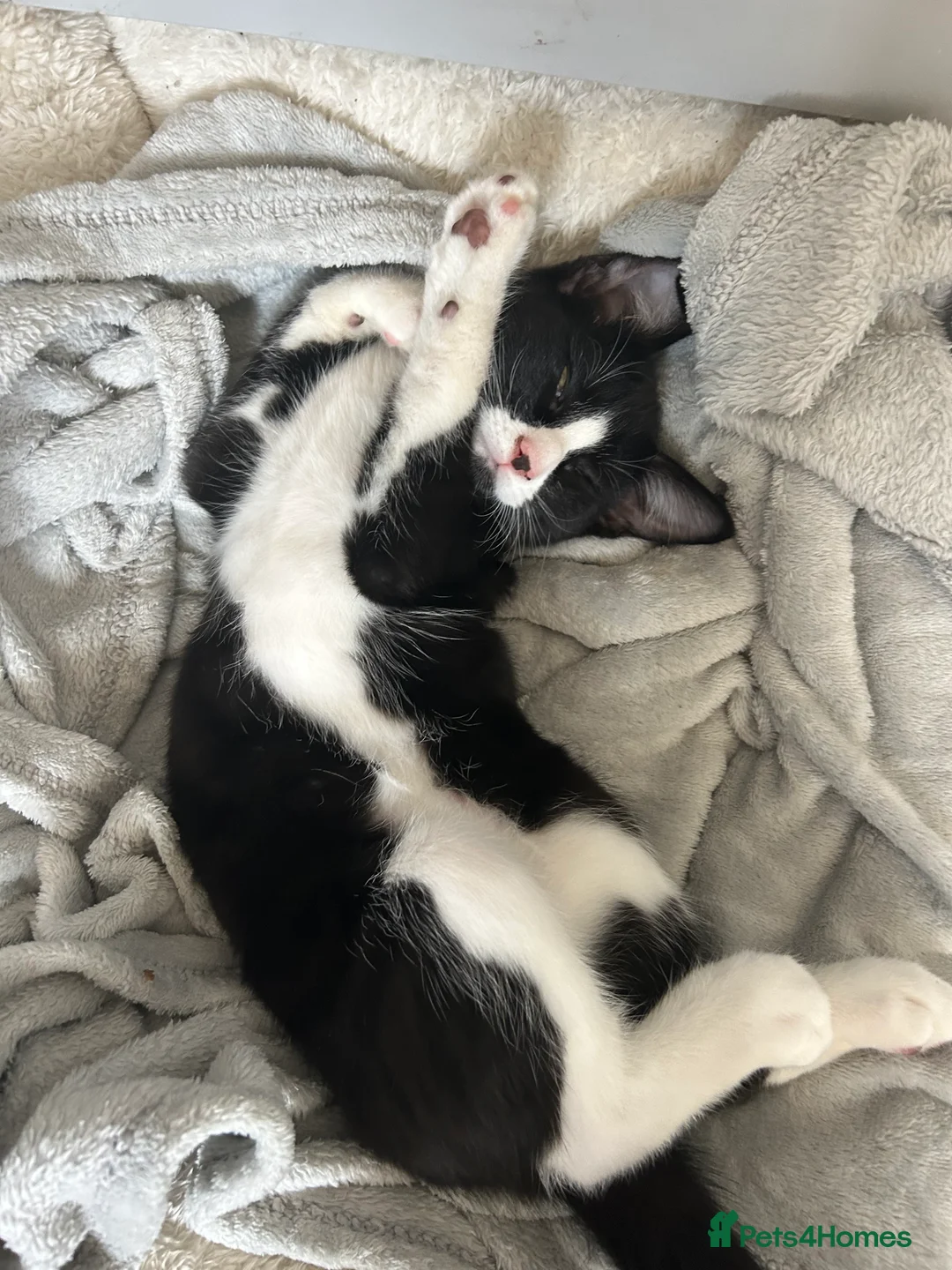 Mixed Breed cats for sale: 2 beautiful cats in Rugeley - Advert 11