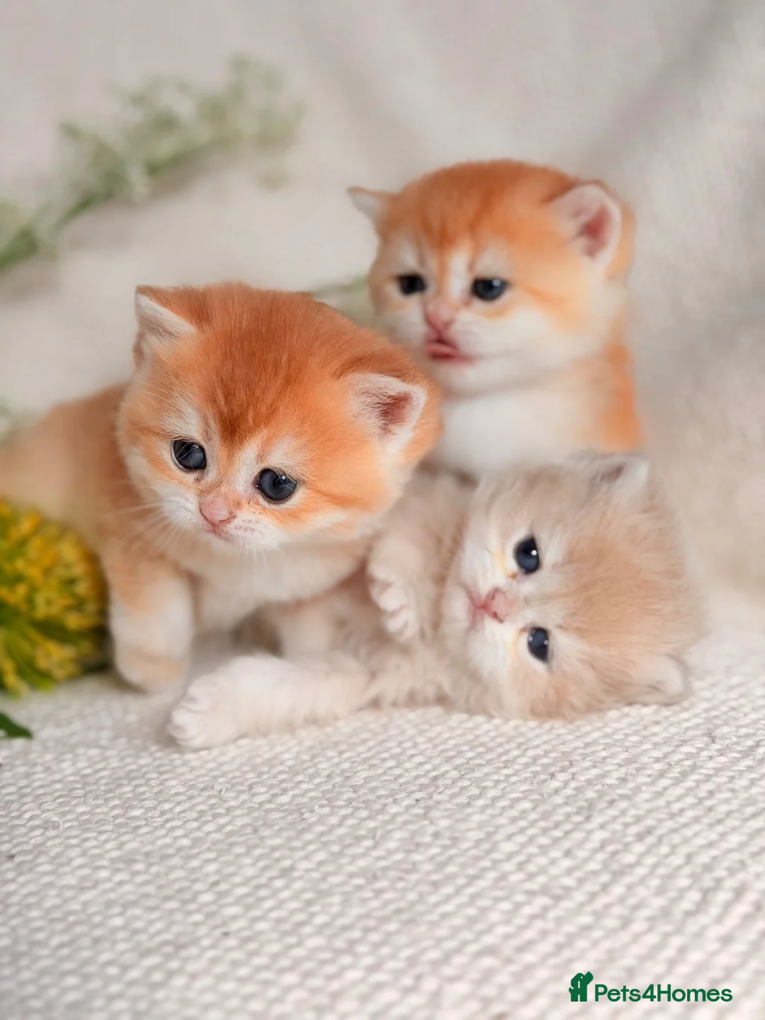 British Shorthair cats for sale: Champion Bloodline Blue Golden/Golden BSH/BLH - Advert 1