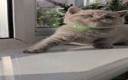 British Shorthair cats for sale: Only one boy available 💜🐾 - Image 14