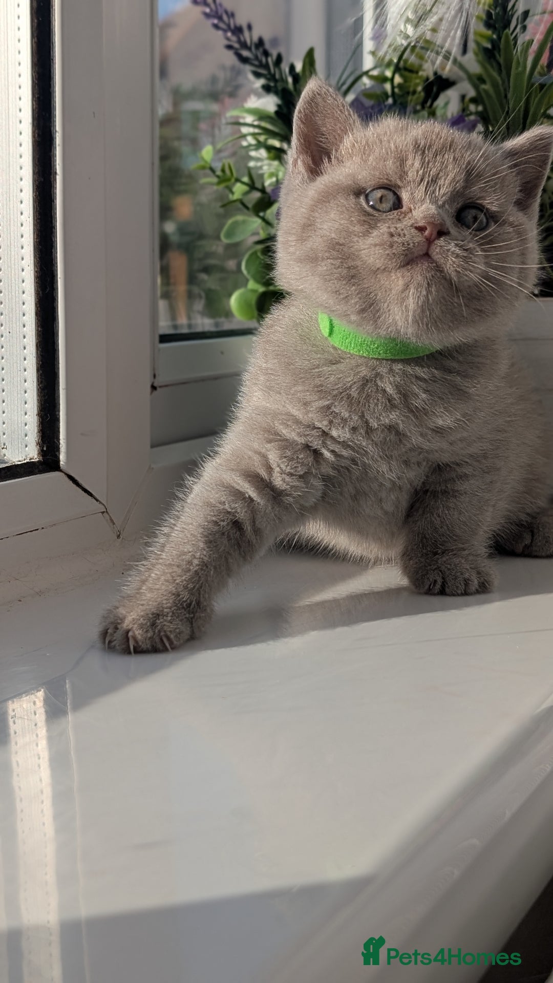 British Shorthair cats for sale: Only one boy available 💜🐾 - Image 14