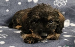 Dachshund dogs for sale: Stunning KC Registered Dachshund Puppies in Cheadle - Image 22
