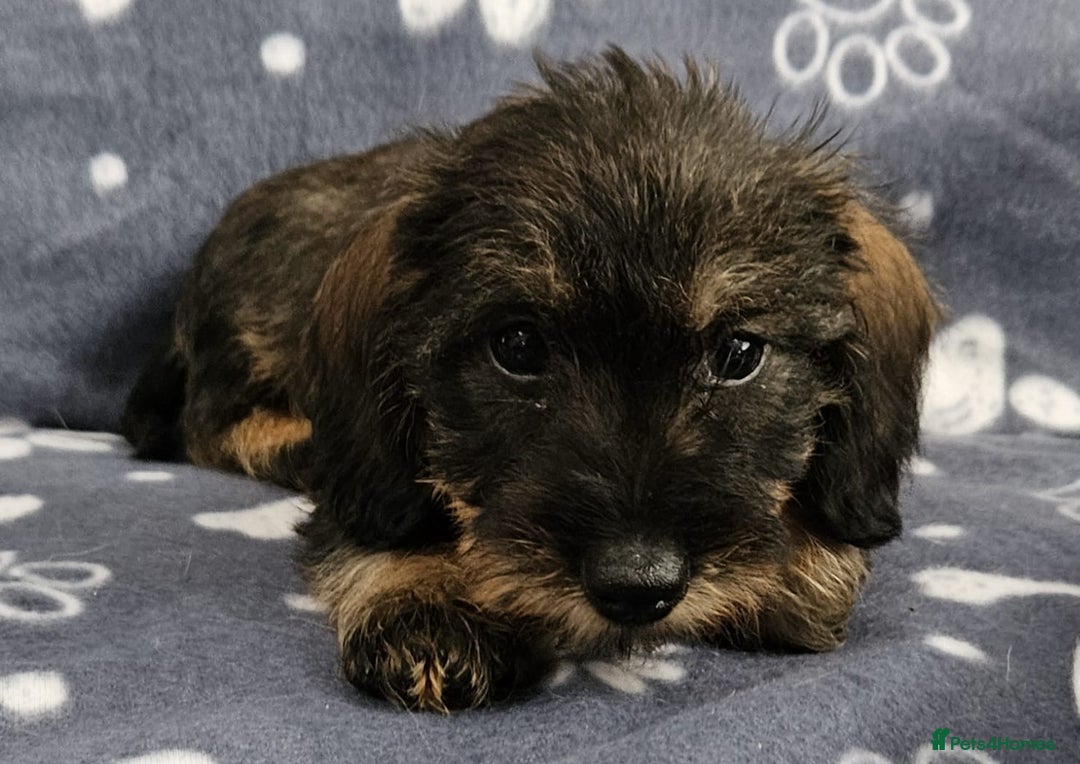 Dachshund dogs for sale: Stunning KC Registered Dachshund Puppies in Cheadle - Image 22