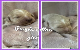 Mini Goldendoodle dogs for sale: Stunning F1 Mini Goldendoodles  - Image 6