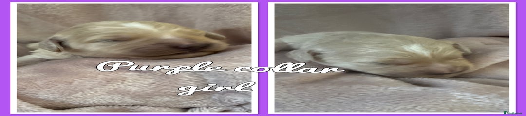 Mini Goldendoodle Puppy 5