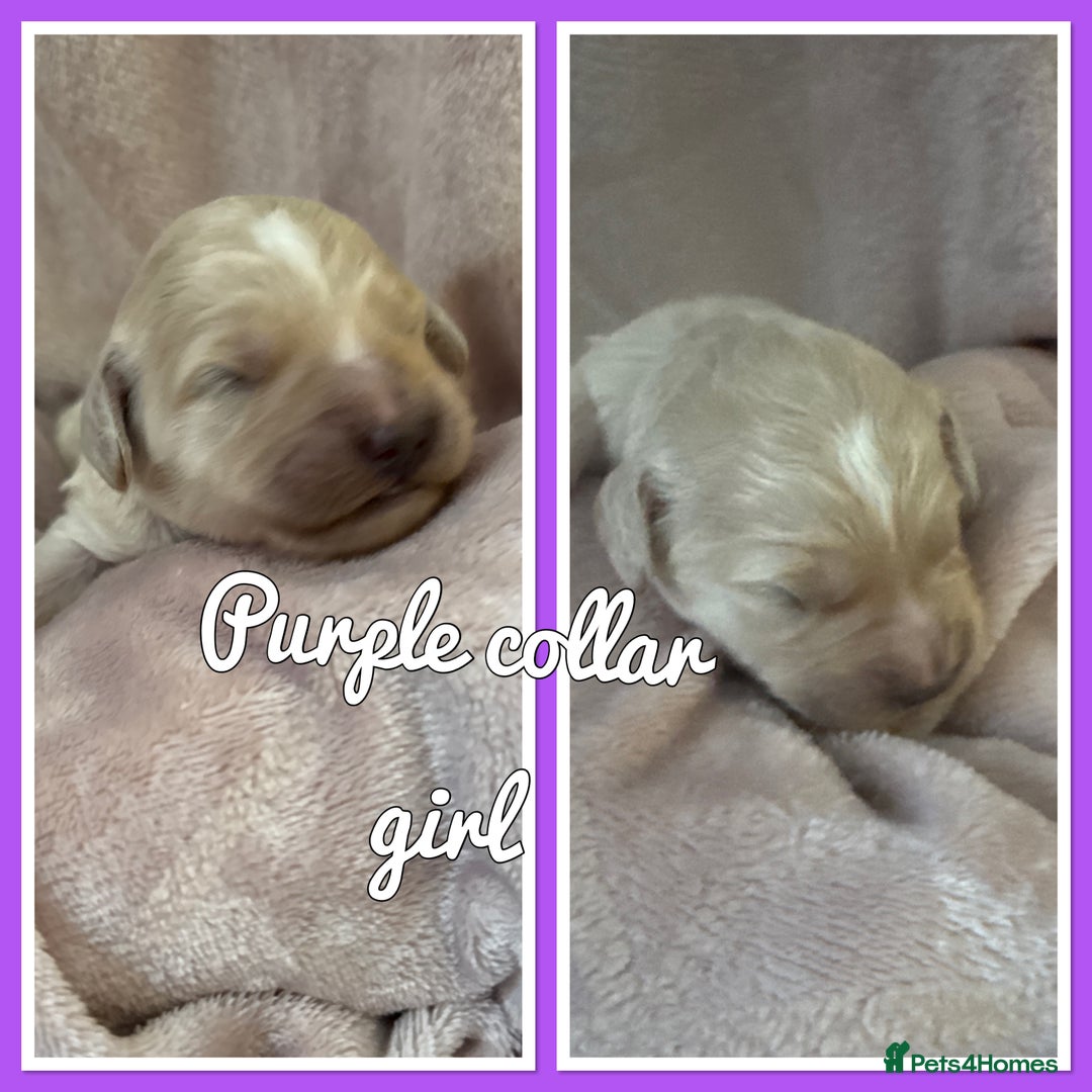 Mini Goldendoodle dogs for sale: Stunning F1 Mini Goldendoodles  - Image 6
