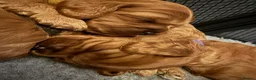 Cavapoo dogs for sale: Red Cavapoo Puppies - 5 weeks old.  in Doncaster - Advert 9