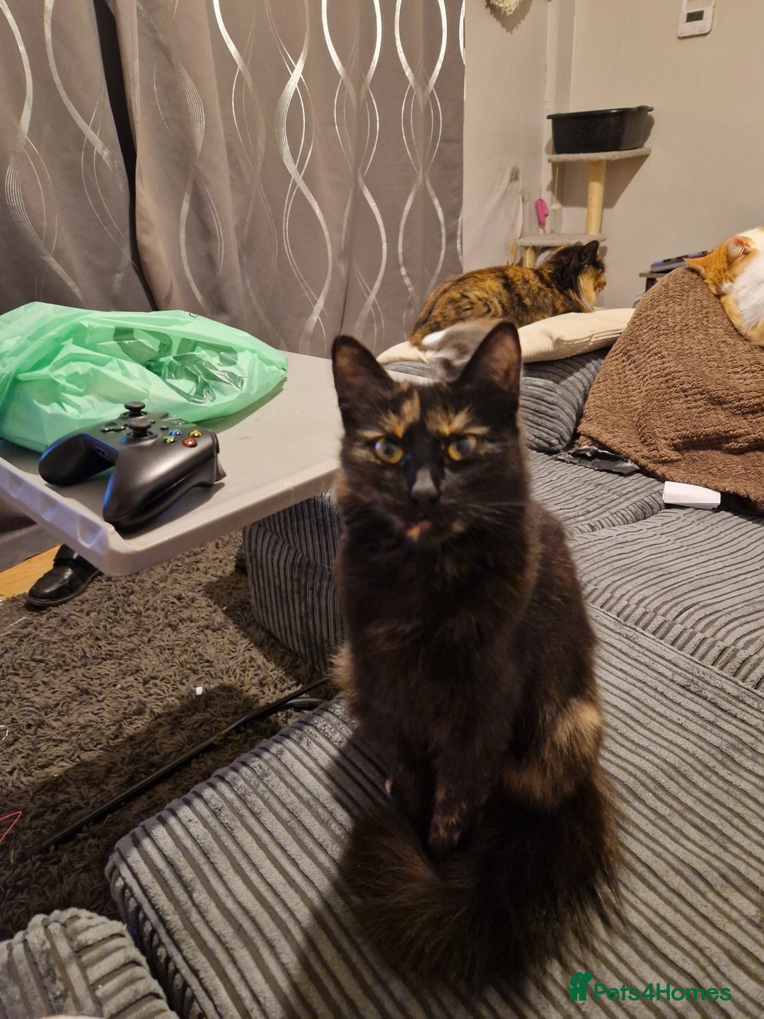 Mixed Breed cats for sale: Beautiful tortoiseshell for sale  - Image 1