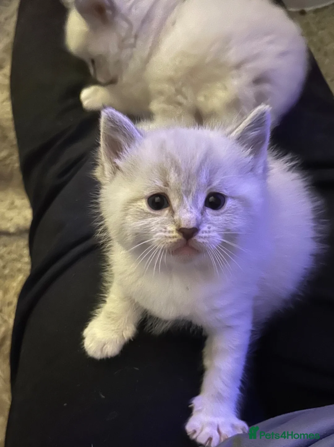 Ragdoll cats for sale: Gorgeous 3/4 Ragdoll kittens. Blue mitted lynx - Advert 2