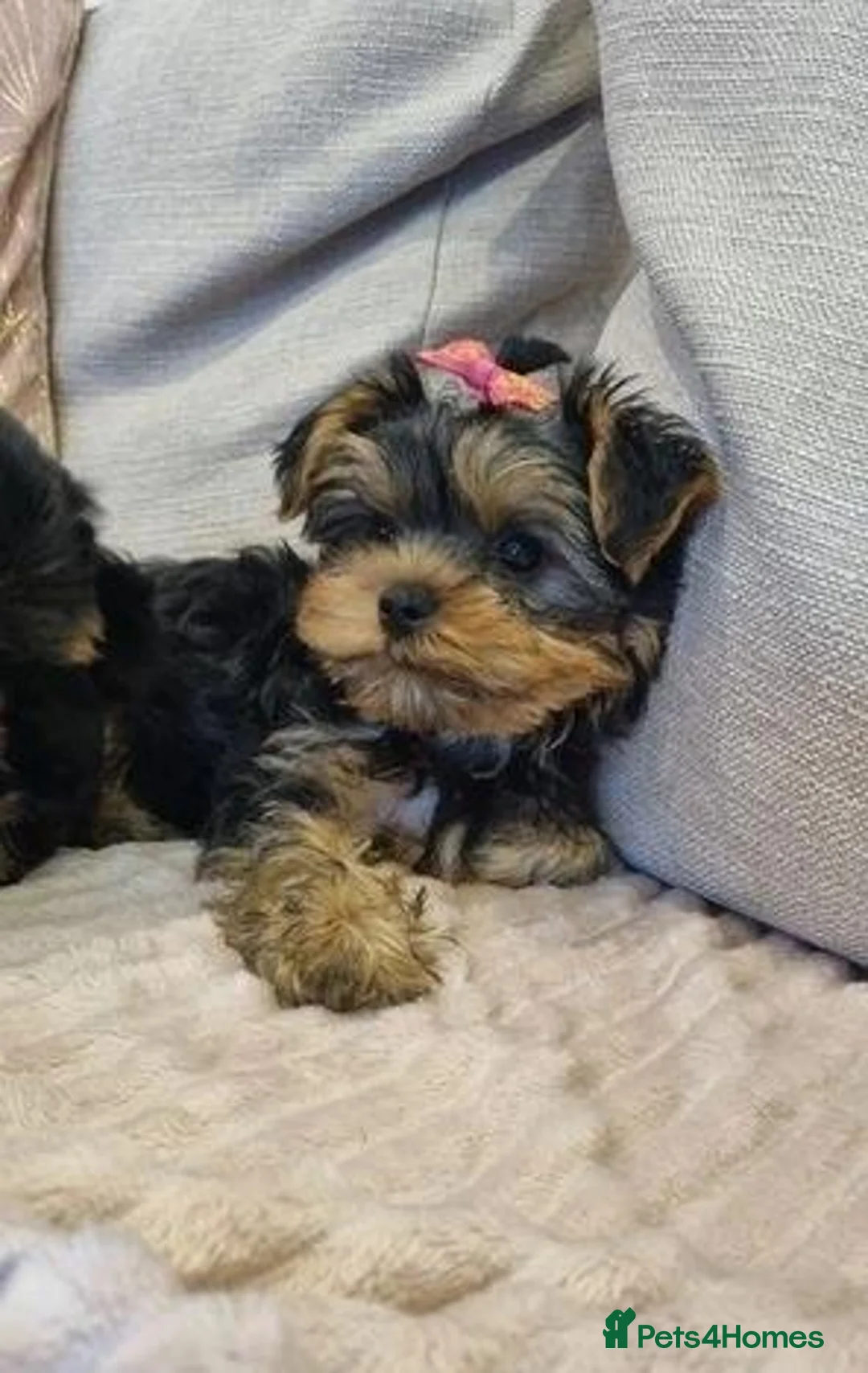 Yorkshire Terrier dogs for sale: Yorkshire Terrier puppies For New Forever Home - Advert 2