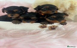 Yorkshire Terrier dogs for sale: 4 boys available  in London - Image 1