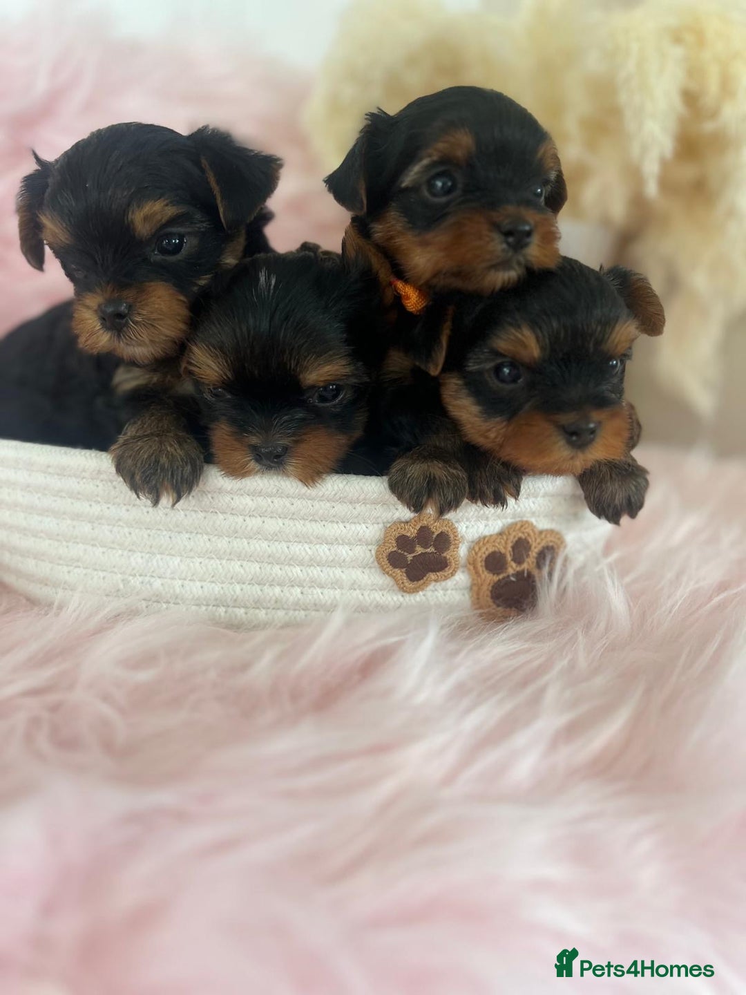 Yorkshire Terrier dogs for sale: 4 boys available  in London - Image 1