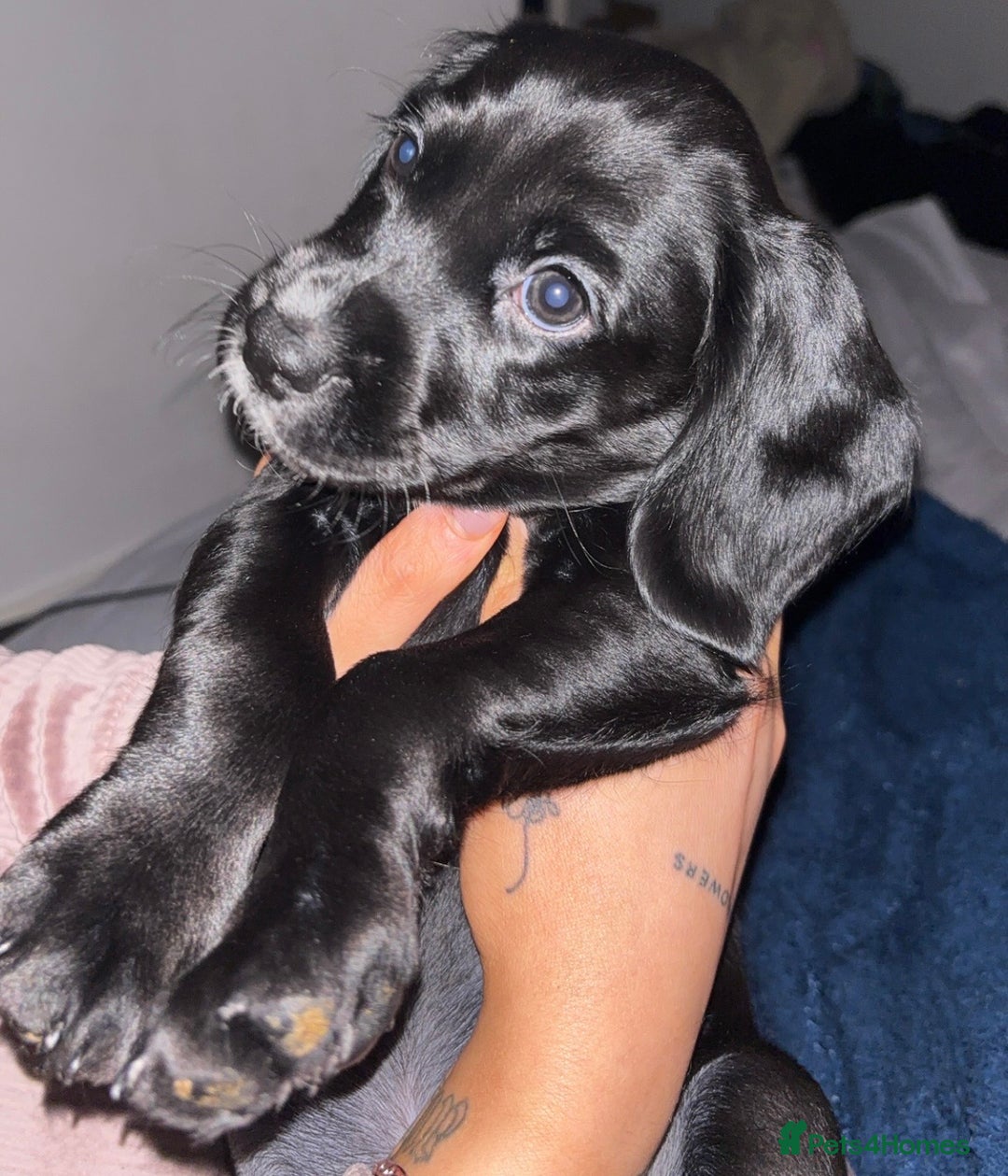 Cockerdor dogs for sale: 2025 litter (November)  - Advert 2