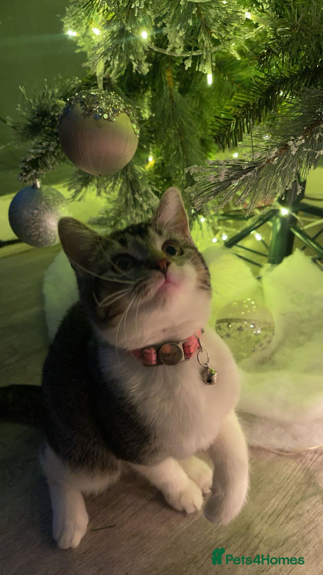 American Shorthair cats for sale: Cat for sale - Image 7
