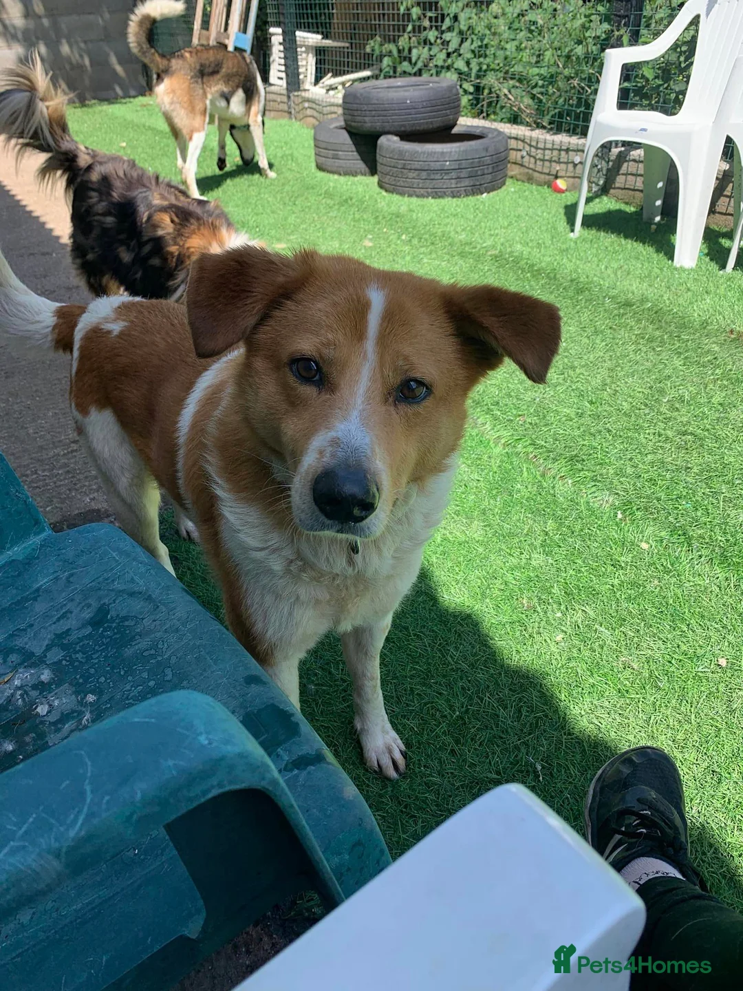 Mixed Breed dogs for adoption: Meet Dixie and Kiara, currently in Cheshire in Barry - Advert 7