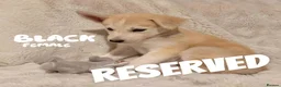 Shepsky dogs for sale: Outstanding Family-Raised Puppies - Advert 2