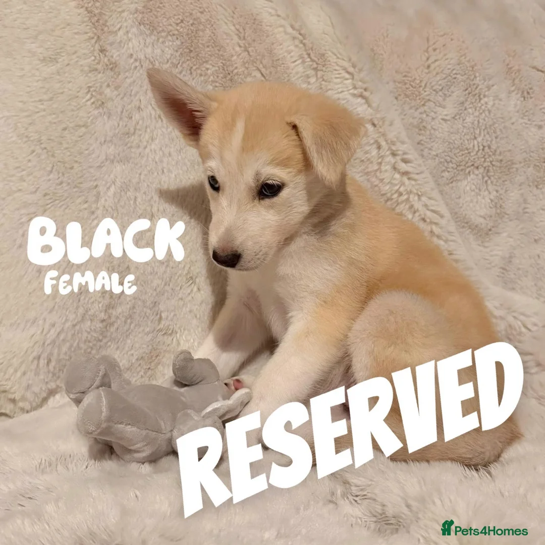 Shepsky dogs for sale: Outstanding Family-Raised Puppies - Advert 2