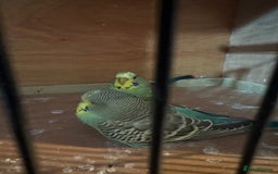 Budgerigars birds for sale: 2 budgies with cage - Image 2