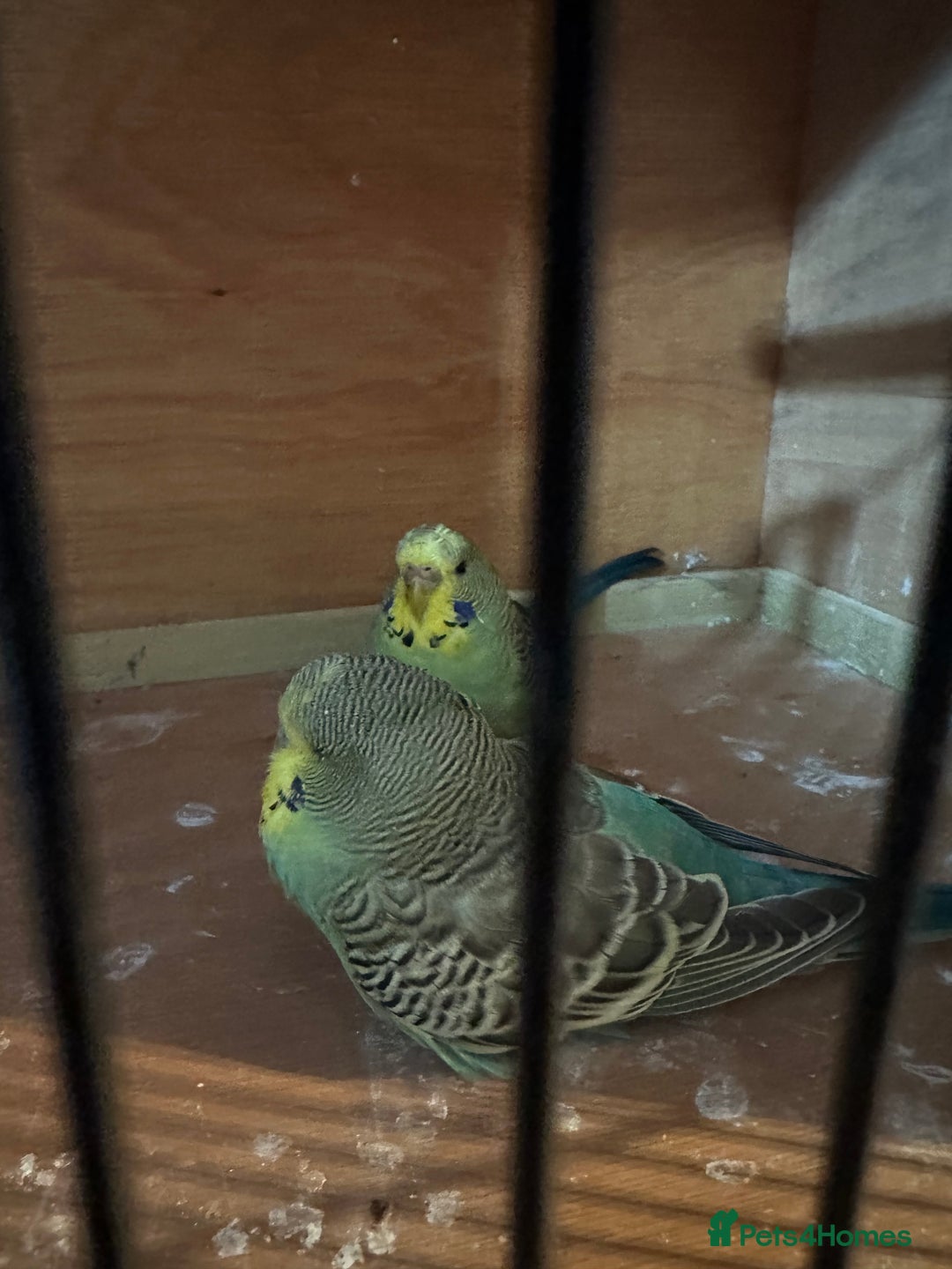 Budgerigars birds for sale: 2 budgies with cage - Image 2