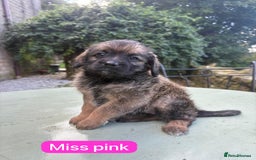 Saint Bernard dogs for sale: Outstanding Mini Saint Bernadoodle Puppies - Image 13