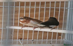 Finches birds for sale: Greenfinch, Bengalese Finches & Zebra Finches - Image 16