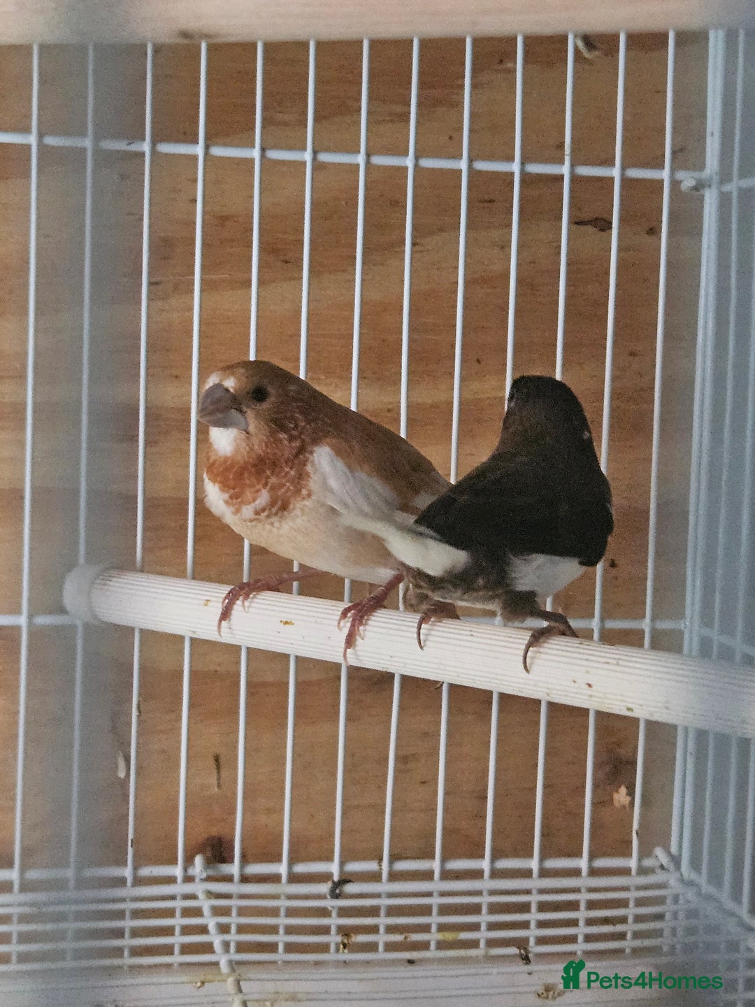 Finches birds for sale: Greenfinch, Bengalese Finches & Zebra Finches - Image 16