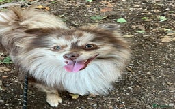 Pomeranian dogs for stud: Beautiful Rare Merle Pomeranian For Stud in Chesterfield - Image 18