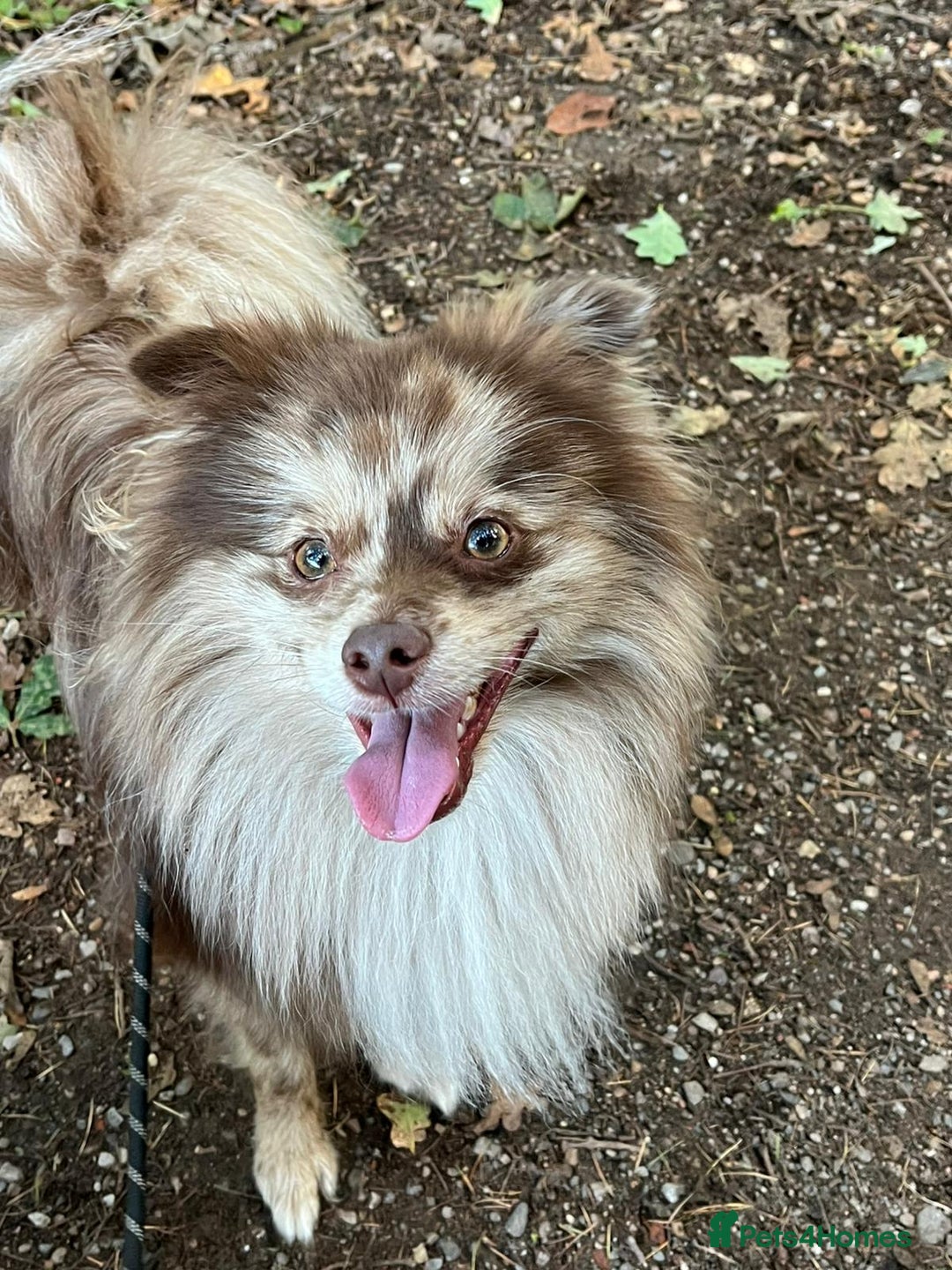 Pomeranian dogs for stud: Beautiful Rare Merle Pomeranian For Stud in Chesterfield - Image 18
