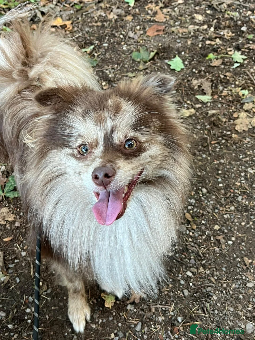 Pomeranian dogs for stud: Rare Merle Pomeranian For Stud Derbyshire in Chesterfield - Advert 19