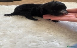 Cockapoo dogs for sale: Miniature f1 cocker poodles  - Advert 10