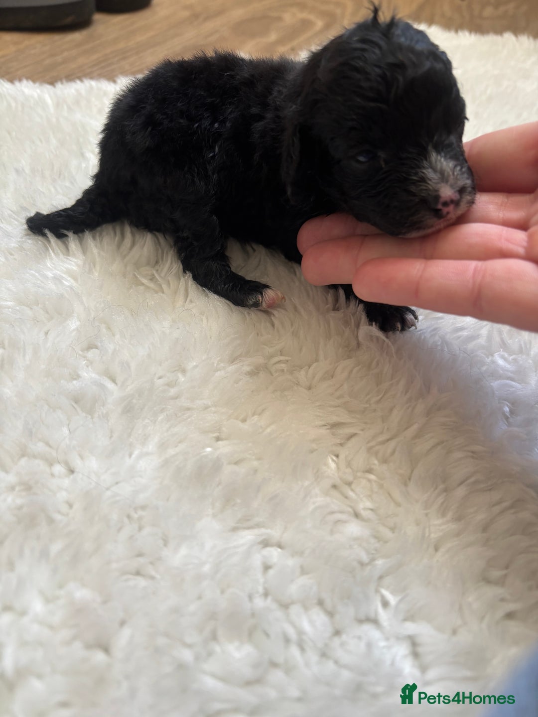 Cockapoo dogs for sale: Miniature f1 cocker poodles  - Advert 10