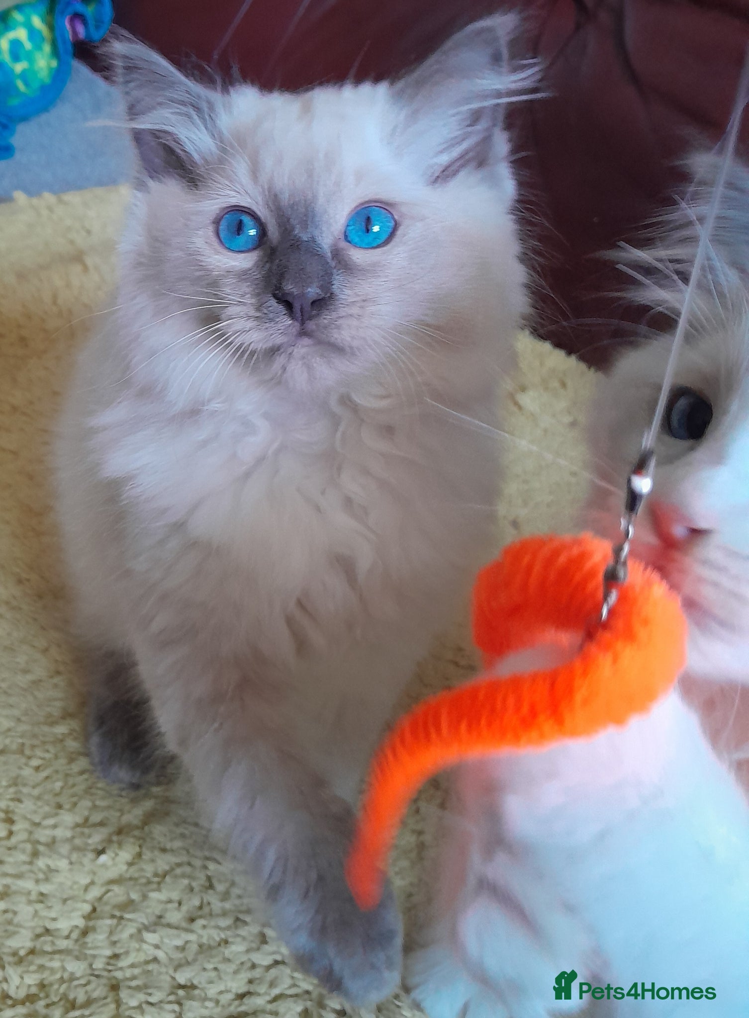 Ragdoll cats Ragdolls 😸 kittens 😸 looking lovely family - Advert 6