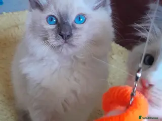 Ragdoll cats Ragdolls 😸 kittens 😸 looking lovely family - Advert 6