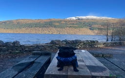 Pug dogs for stud: Pug for stud only  - Advert 2