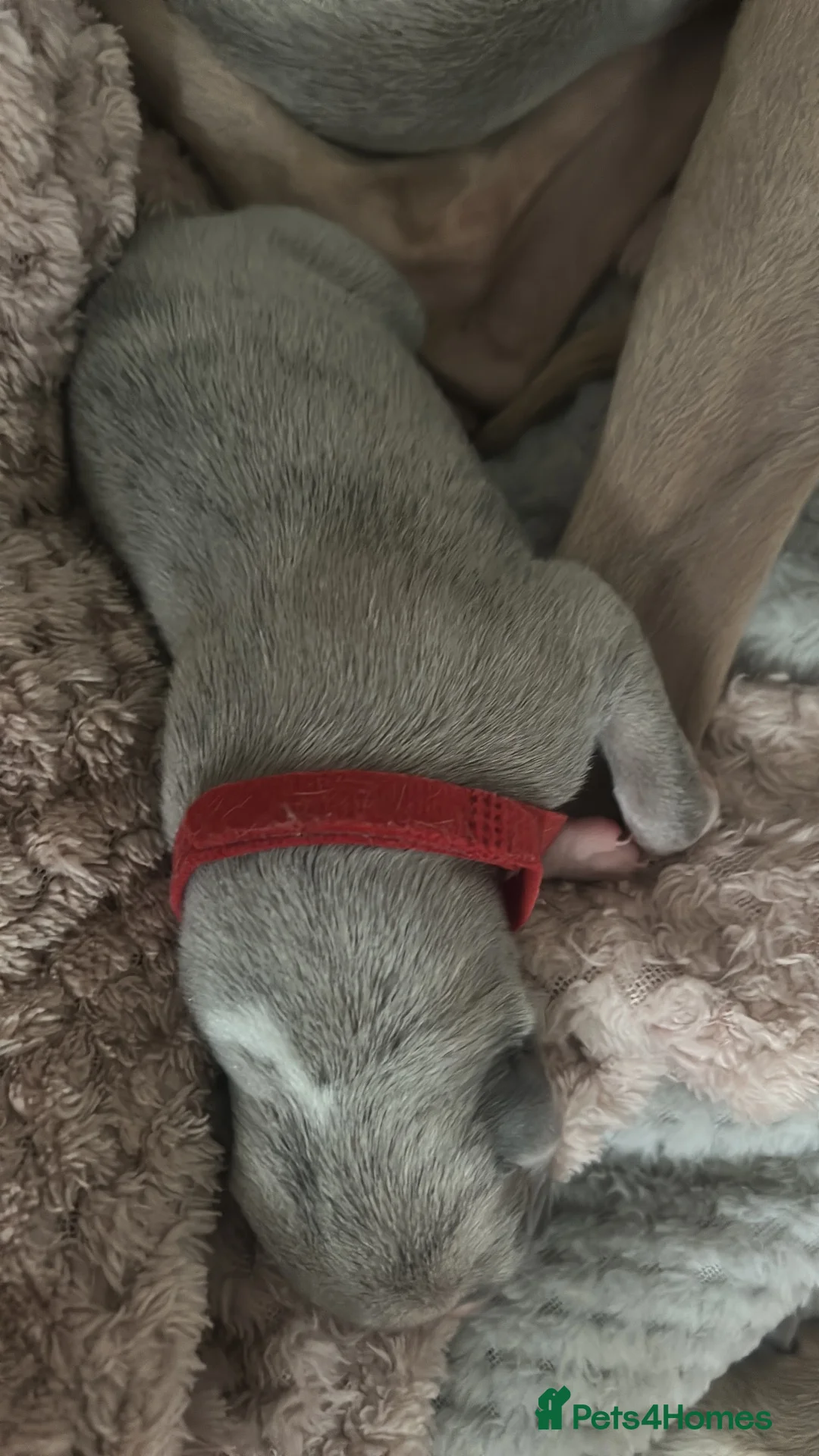 Whippet dogs for sale: Pedigree Pure Breed Whippet Puppies - Advert 14