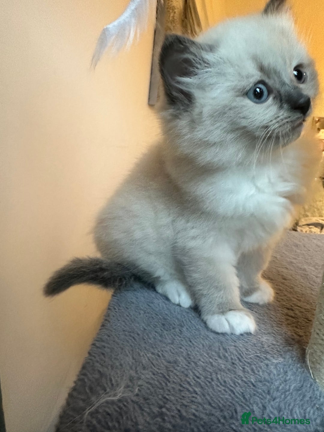 Neva Masquerade cats for sale: Gorgeous Neva Masquerade/British Blue Kittens  - Advert 21