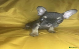 French Bulldog dogs for sale: 🐾 French Bulldog Puppies for Sale - Image 4