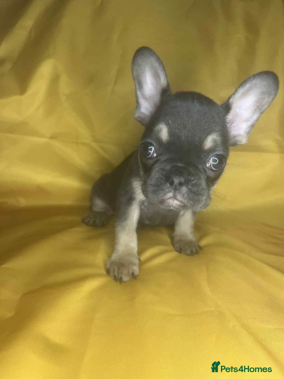 French Bulldog dogs for sale: 🐾 French Bulldog Puppies for Sale - Image 4