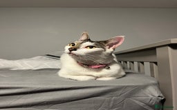 Mixed Breed cats for sale: My Myla - Image 2